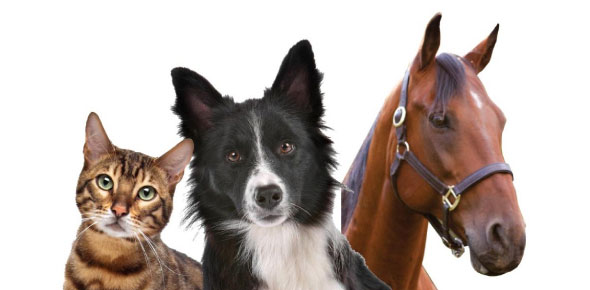 L'ostéopathie pour les chiens, chats et chevaux
